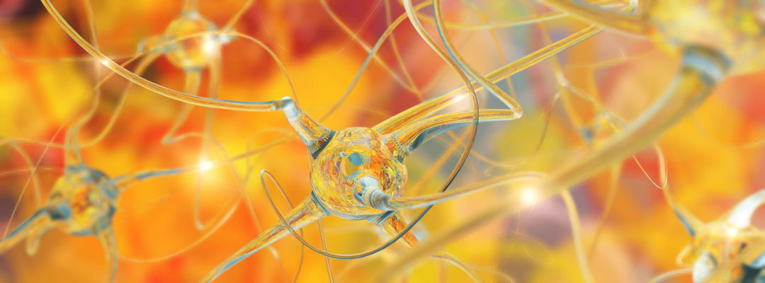 Unlocking the Power of Bioavailability