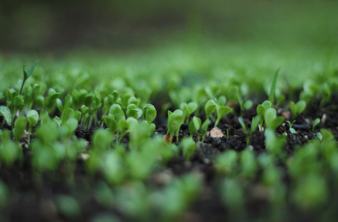 From Soil to Plate: The Hidden Threat to Your Health